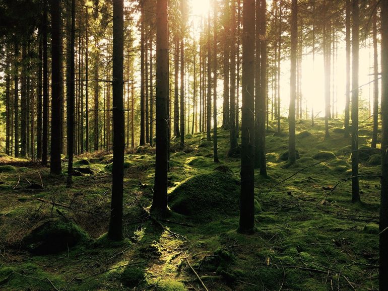 Macclesfield Forest