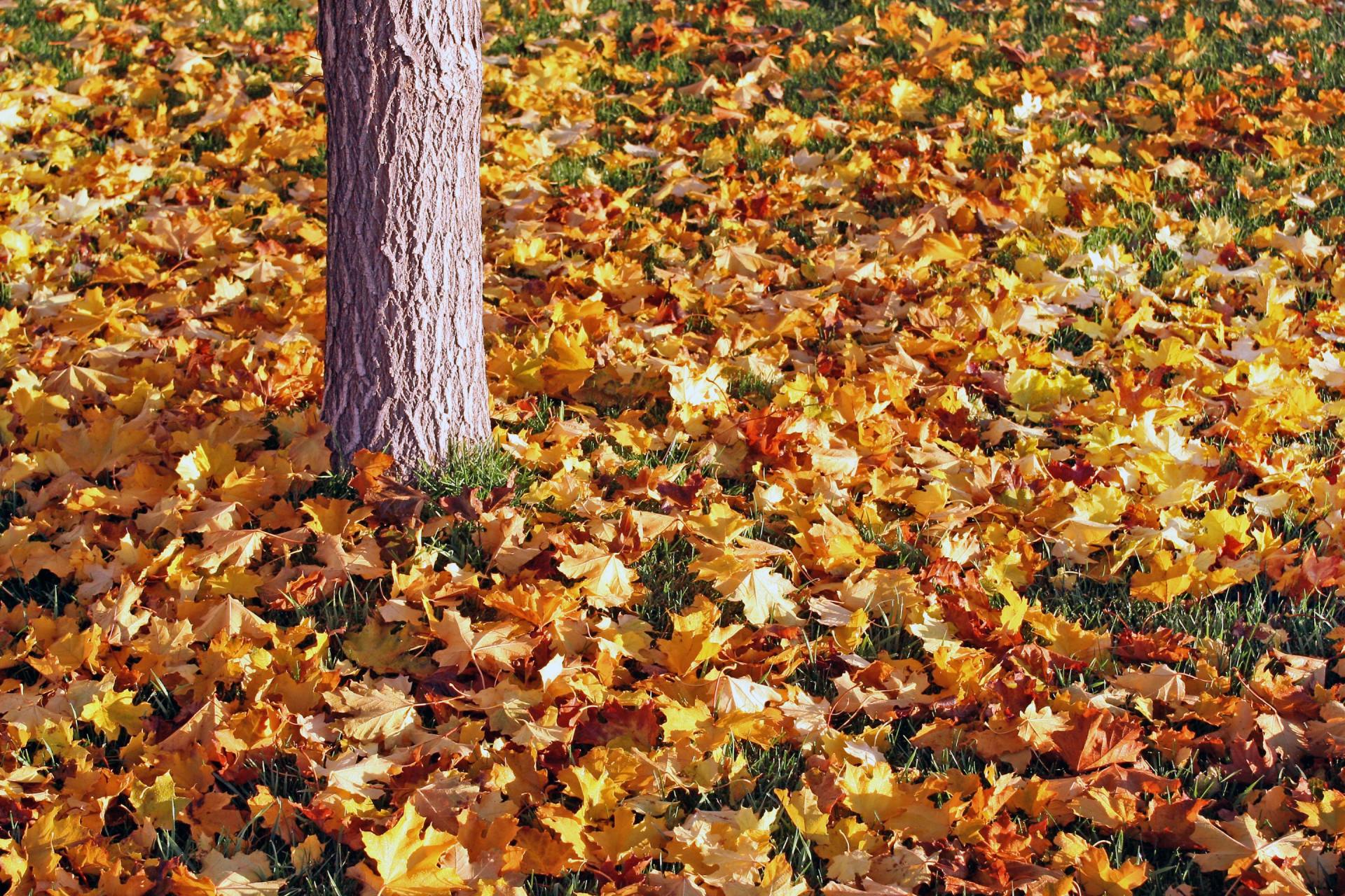 tree removal rosemount