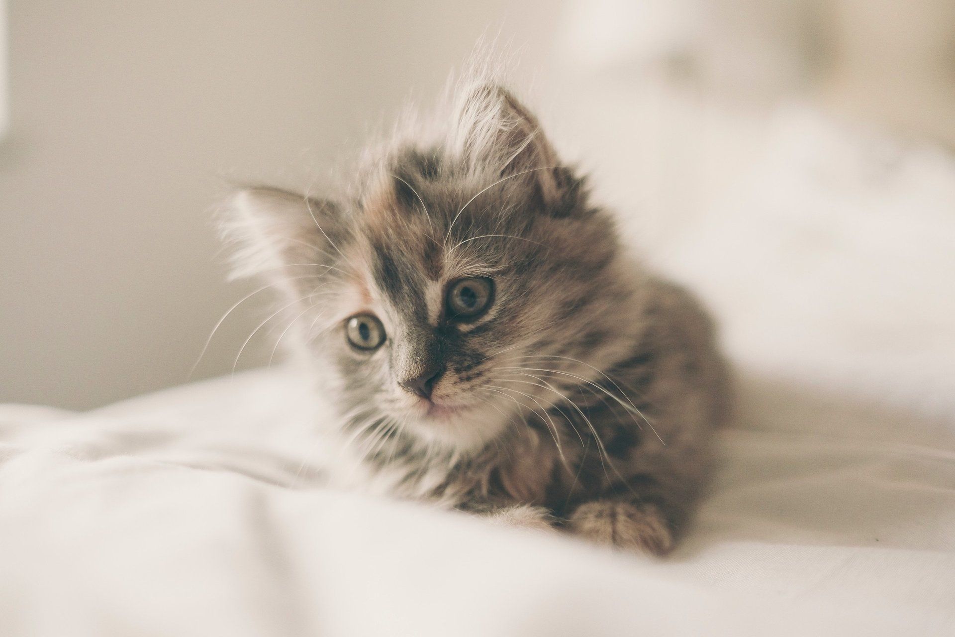 Pet Vaccines Bryan, College Station, Brenham, Hearne, Caldwell, Madisonville, Chapel Hill & Navasota, TX