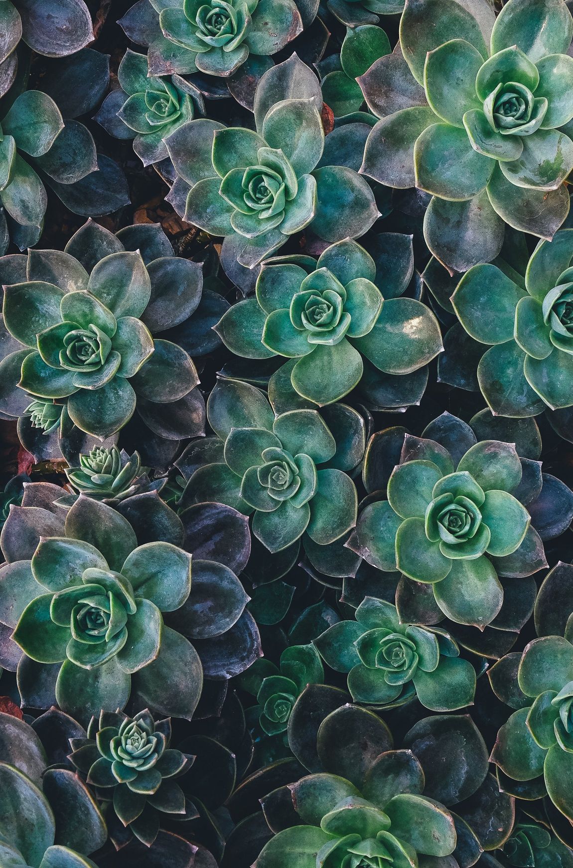 ECHEVERIA LA SERRA DI MALù