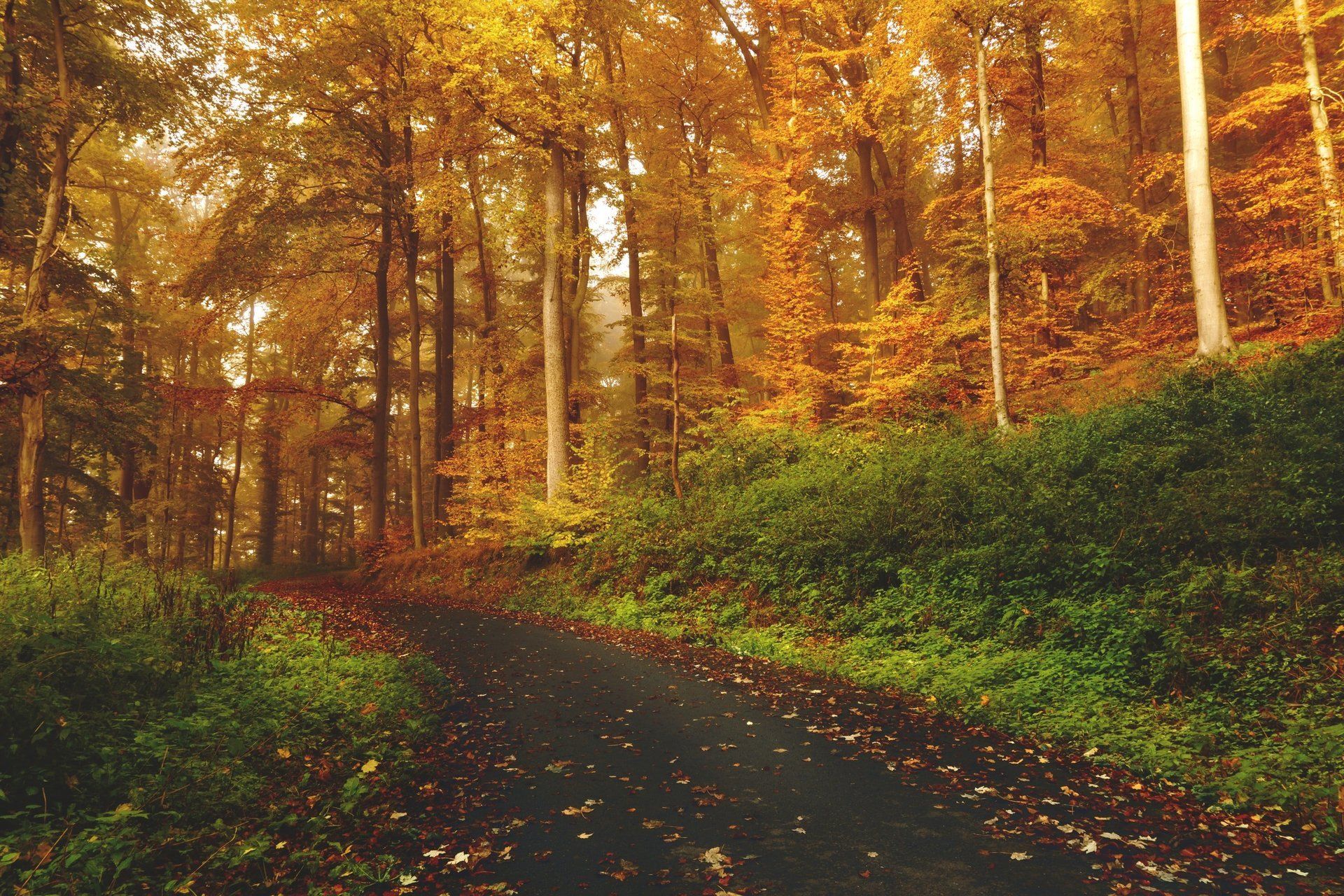 A paved road winds through a forest of trees with yellow and orange autumn foliage.