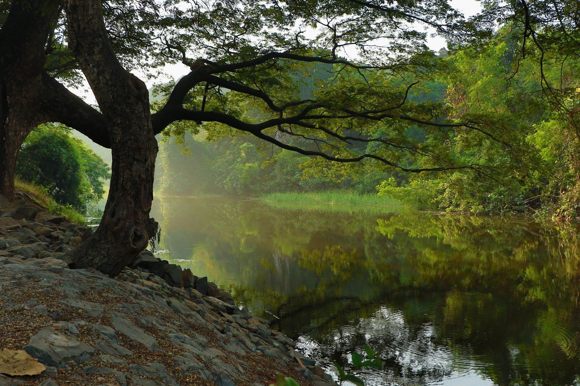 Tips on Tree and Turf selections