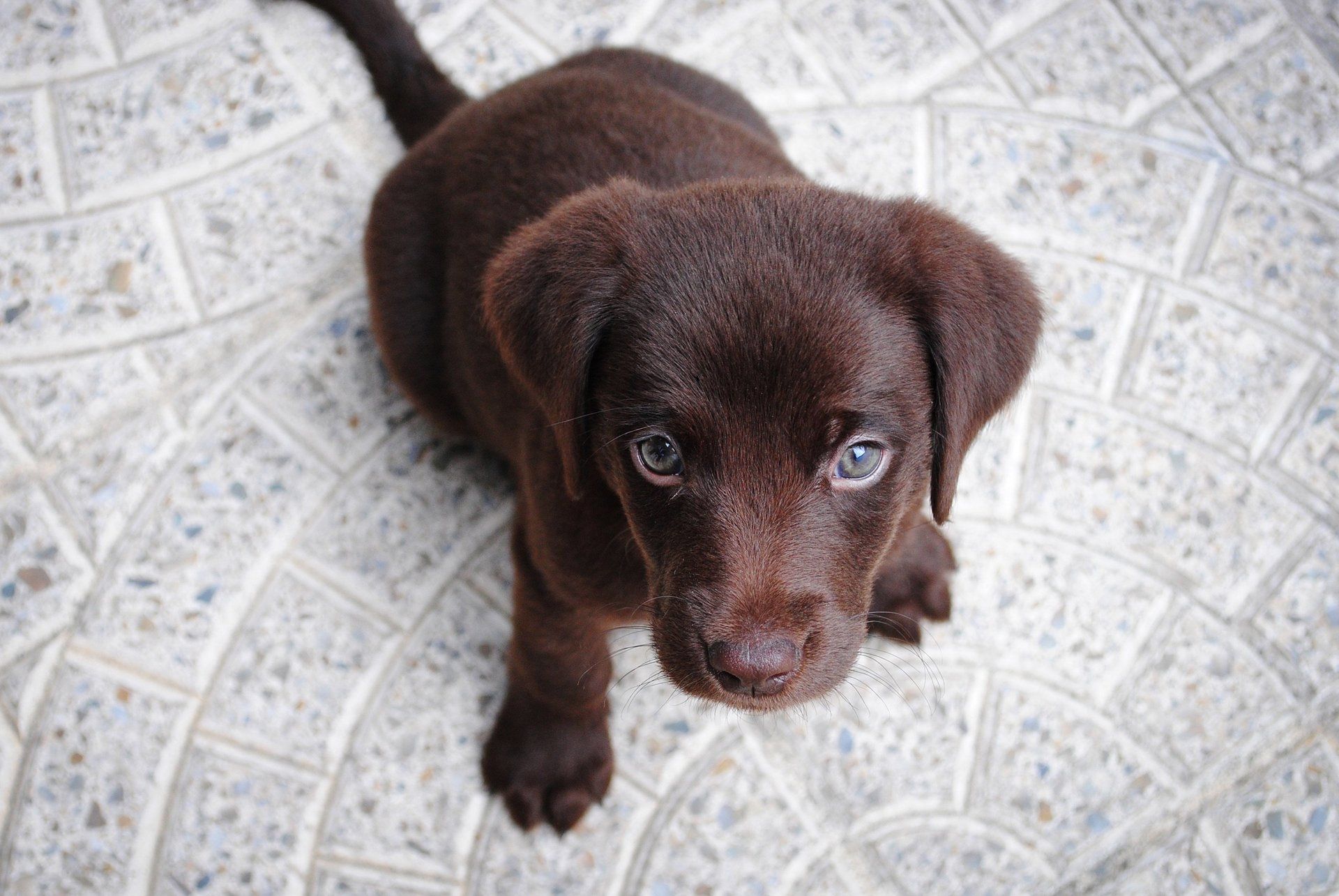 Puppy training tips