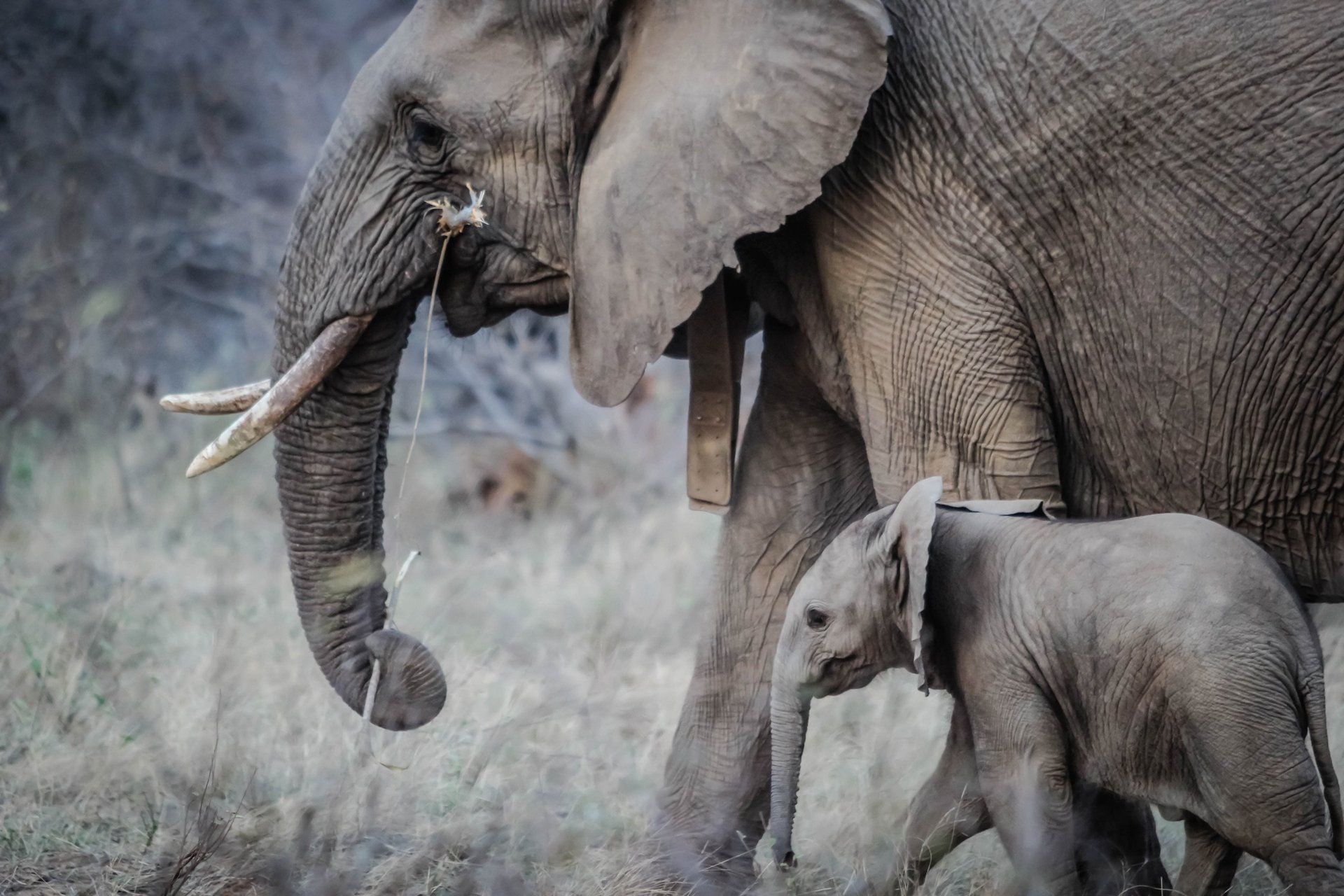 an elephant and a baby elephant are walking in the grass . Gap year Africa