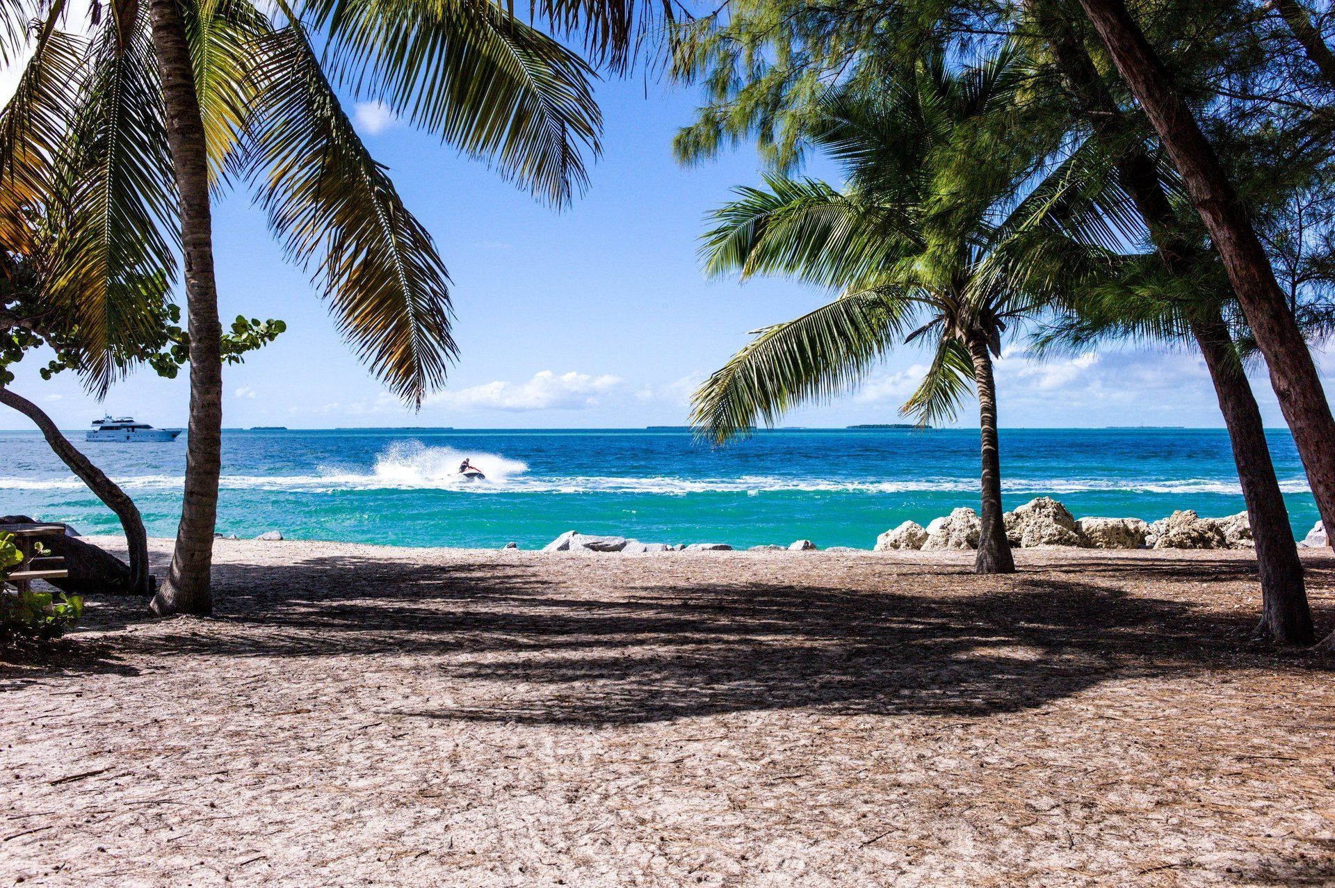 Coconut tress at beach