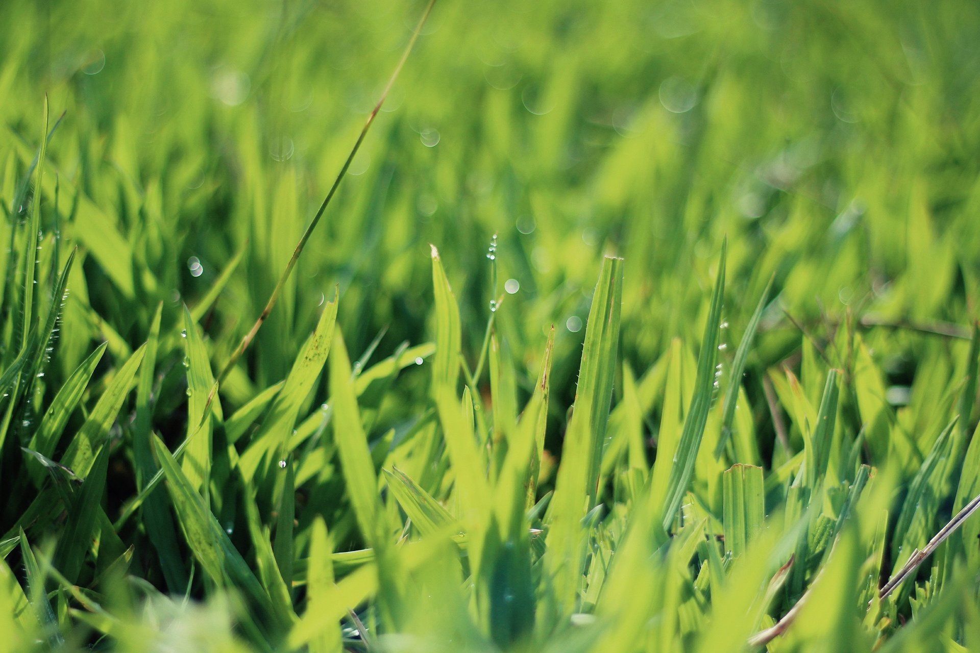 close up of hands unrolling sod