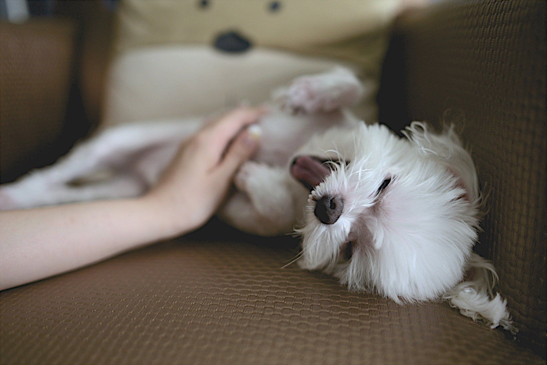 Cachorro branco e fofo deitado de costas, sendo acariciado em um sofá marrom.