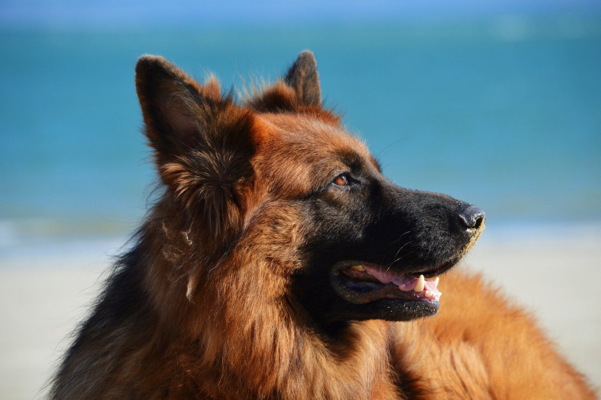 A german shepherd dog is laying on the beach looking at the ocean.