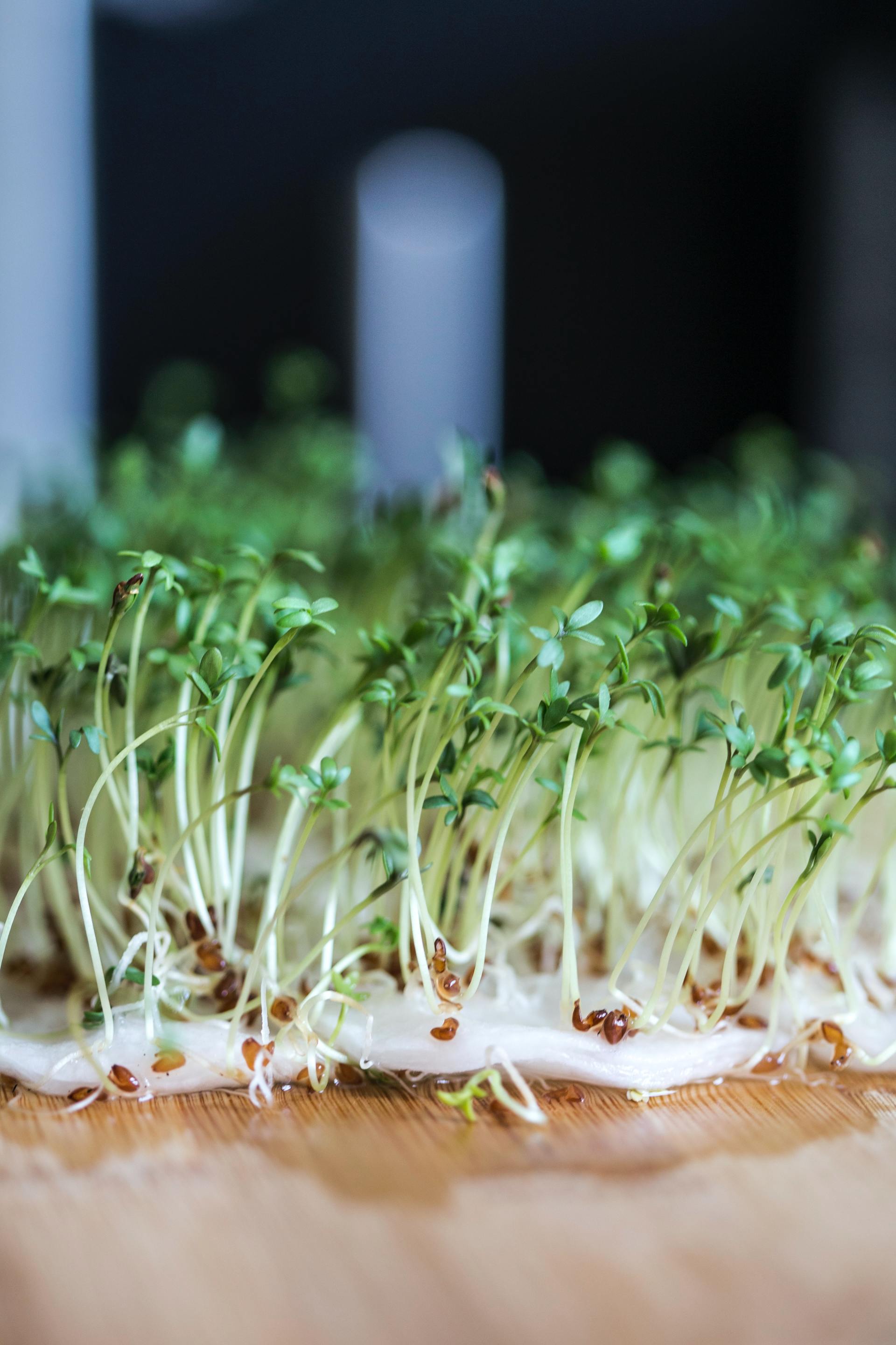 Seedlings with small green leaves are growing on a wooden surface.