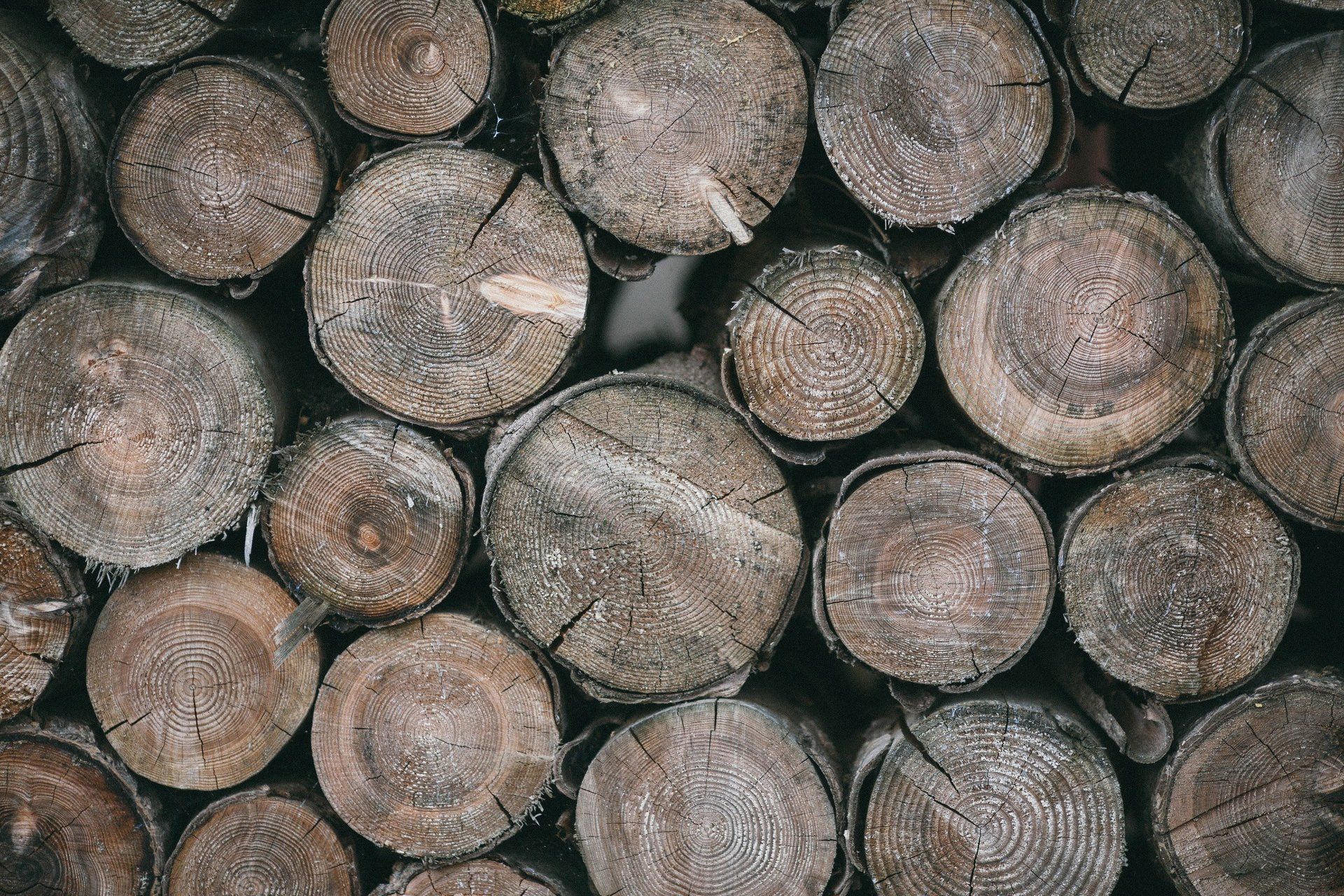 A cross section of a large felled tree