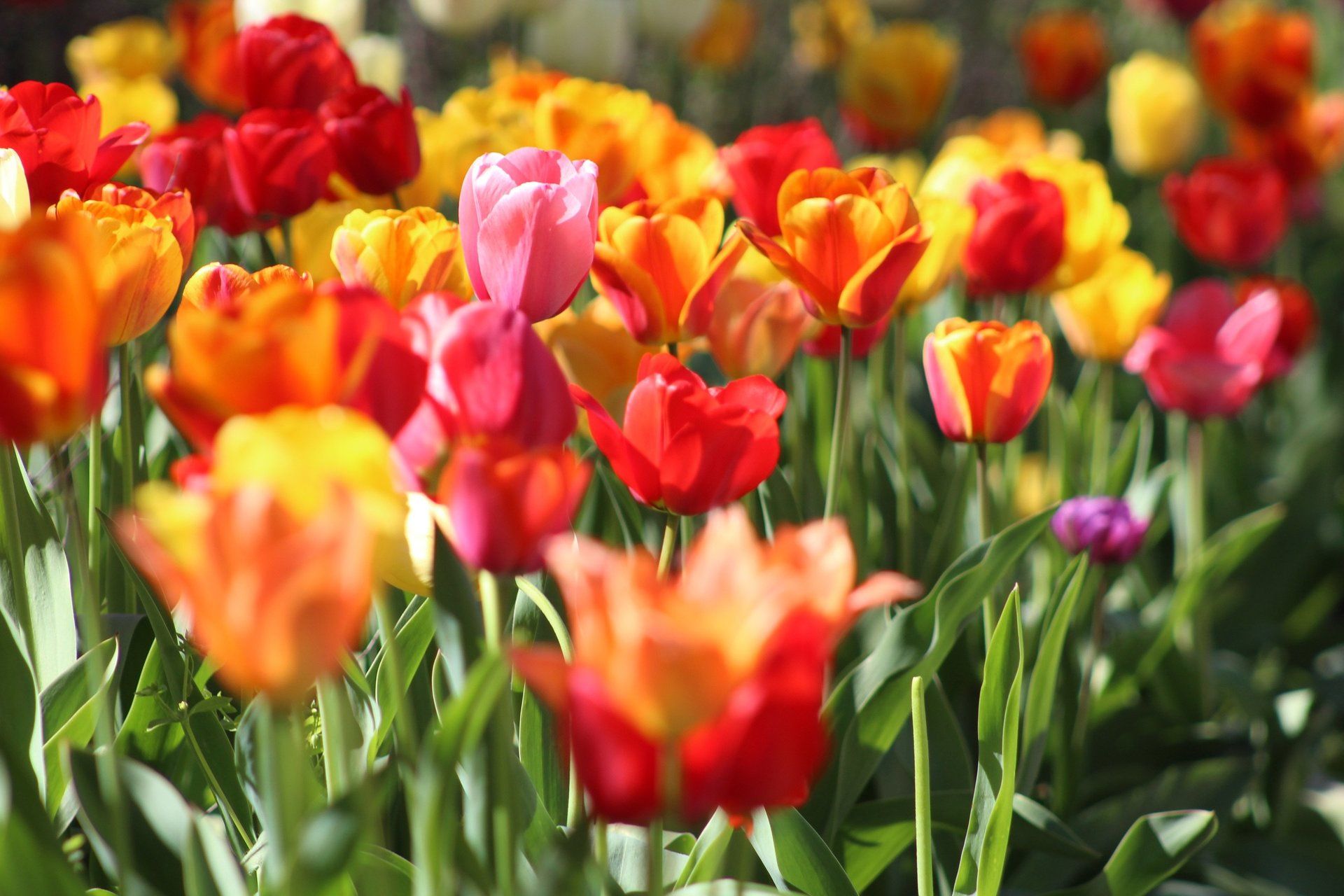 Gartenpflanzen