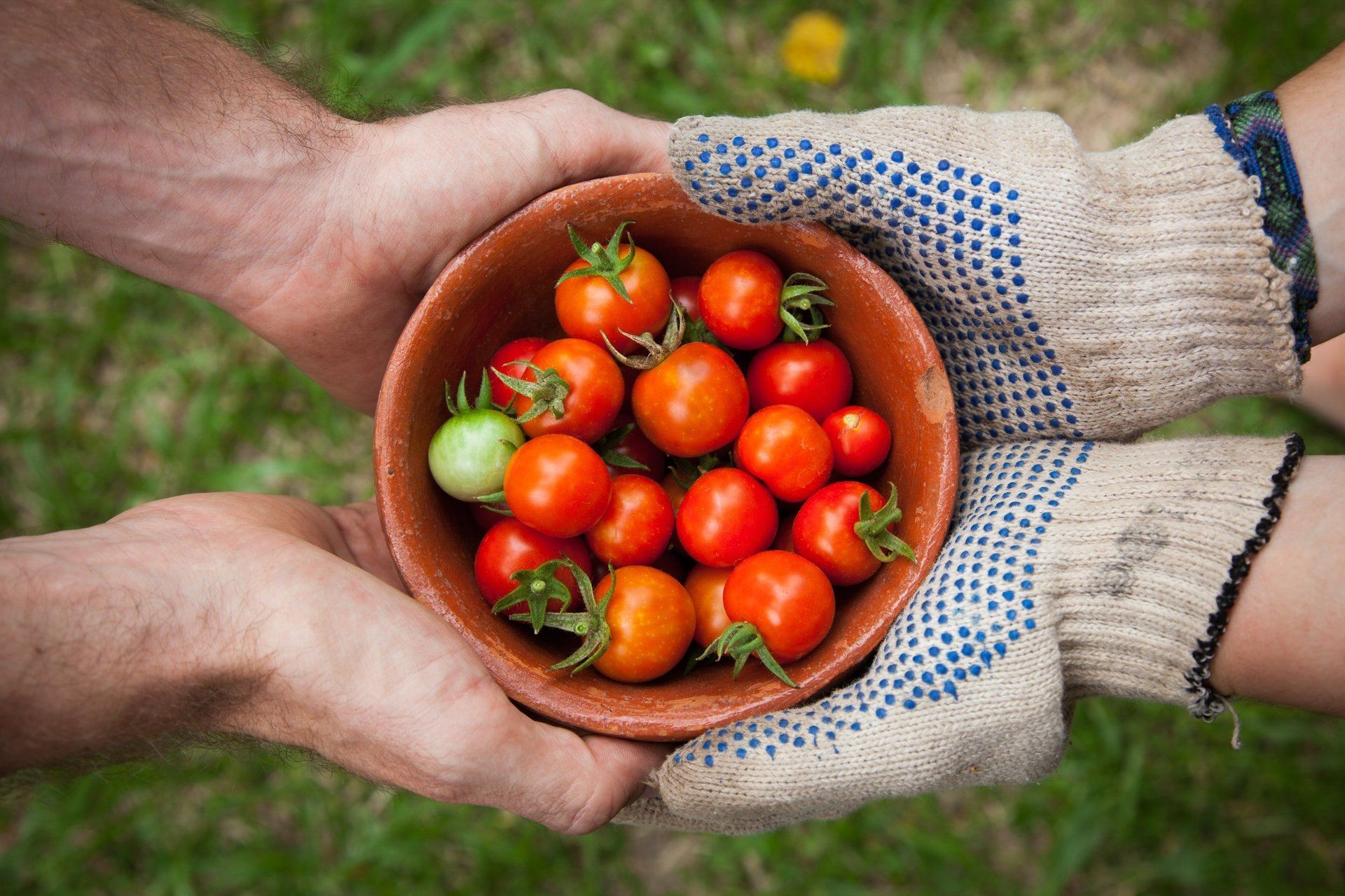 Hands holding a bowl of ripe cherry tomatoes outdoors on grass