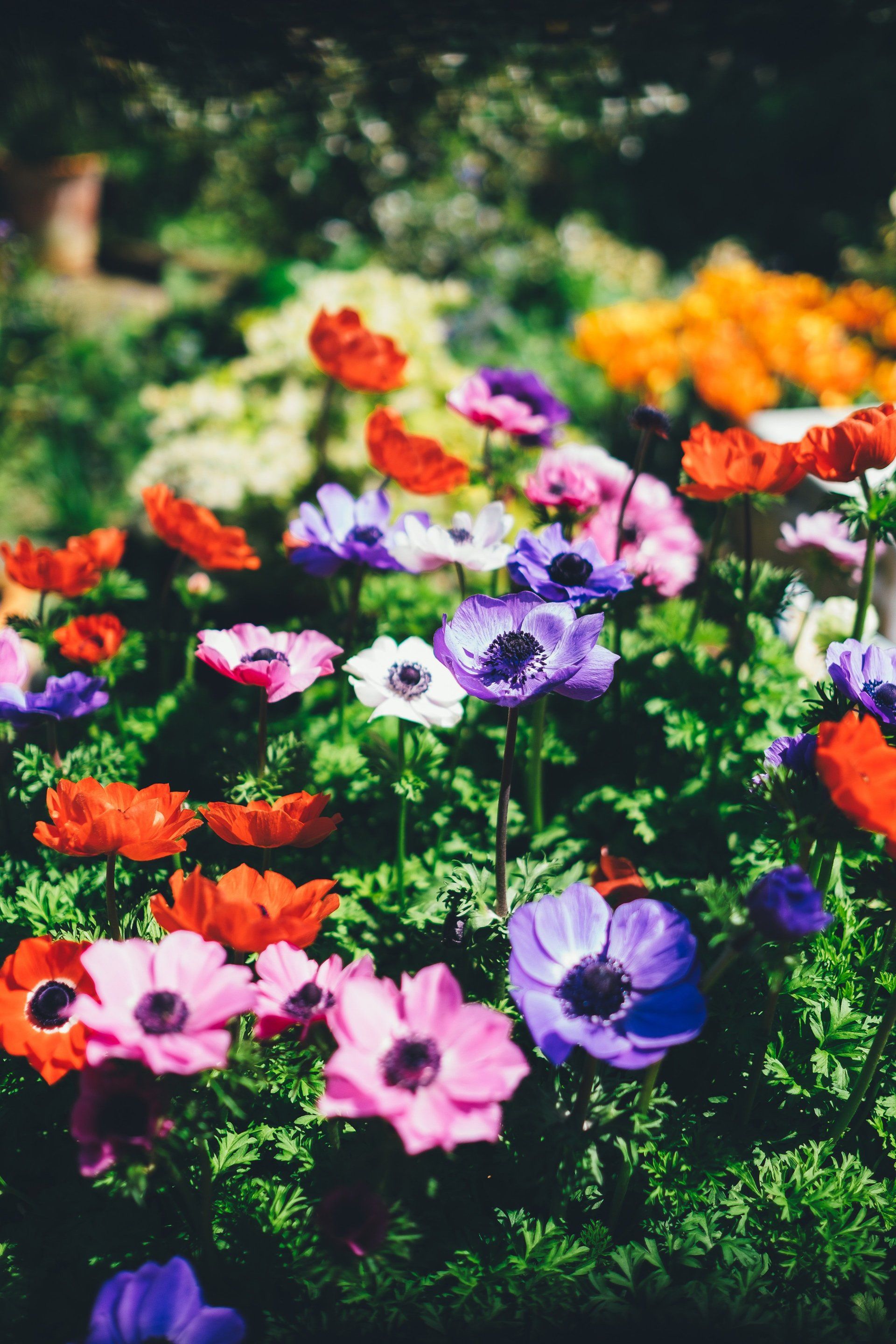 A bunch of colorful flowers are growing in a garden.