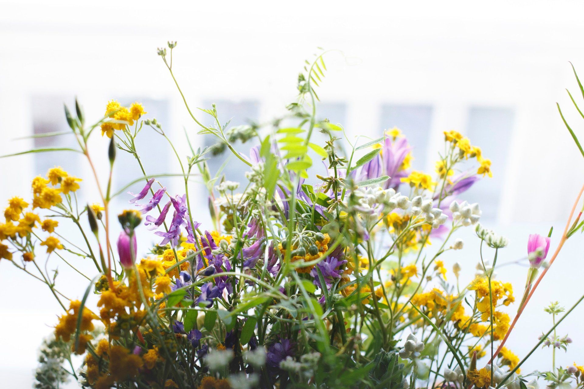 Garden Flowers