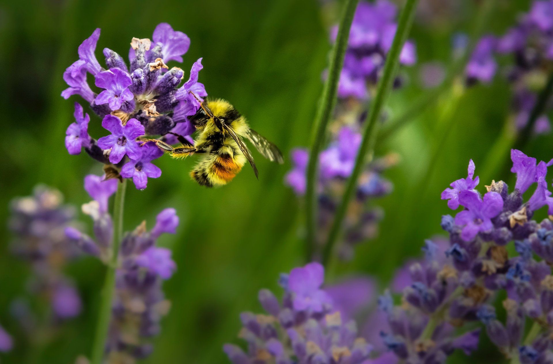 A bee sits on vibrant purple flowers and collects pollen. This hardworking bee will spread the pollen and encourage beautiful floral growth.