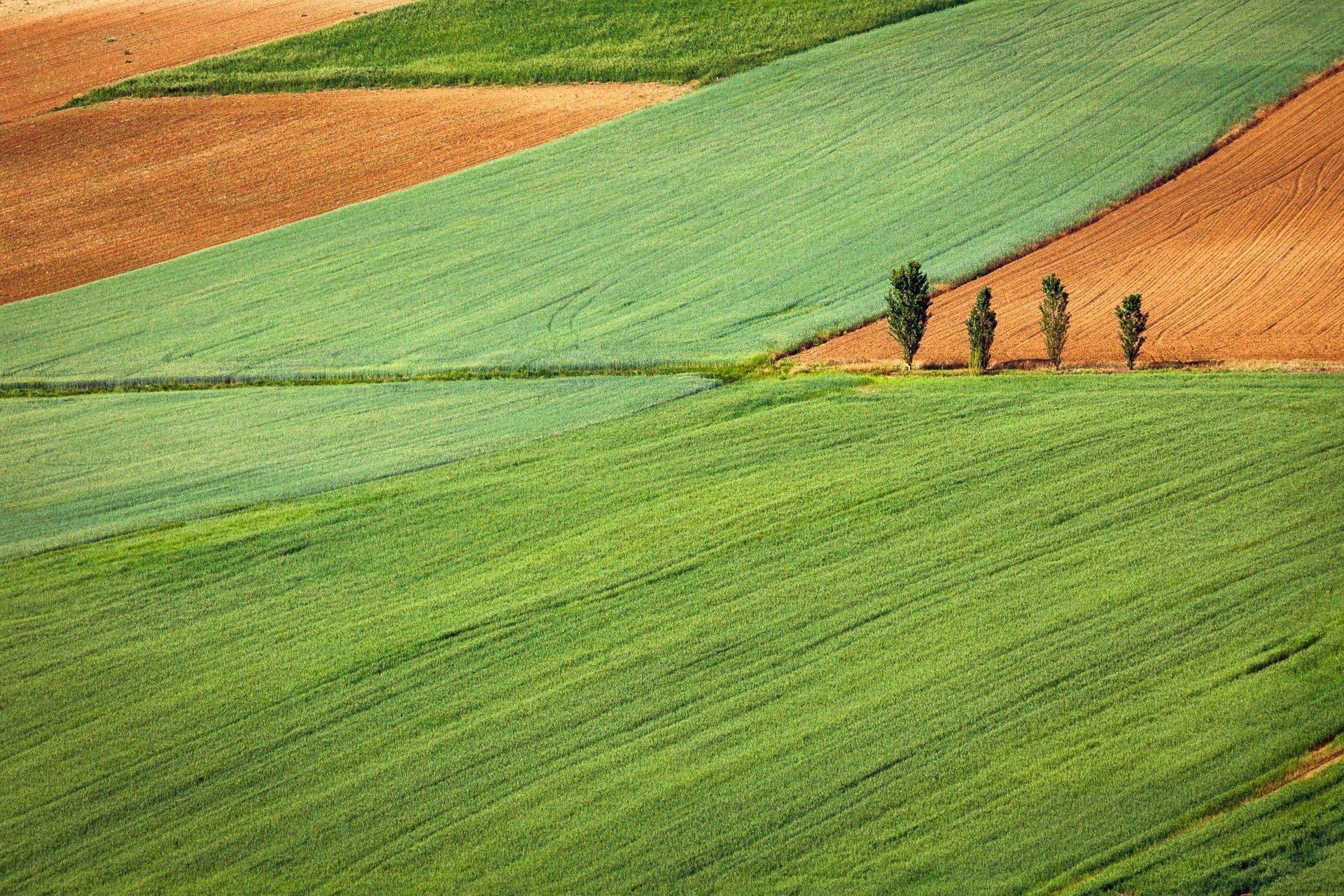 Um grupo de pessoas está caminhando por um campo verdejante.
