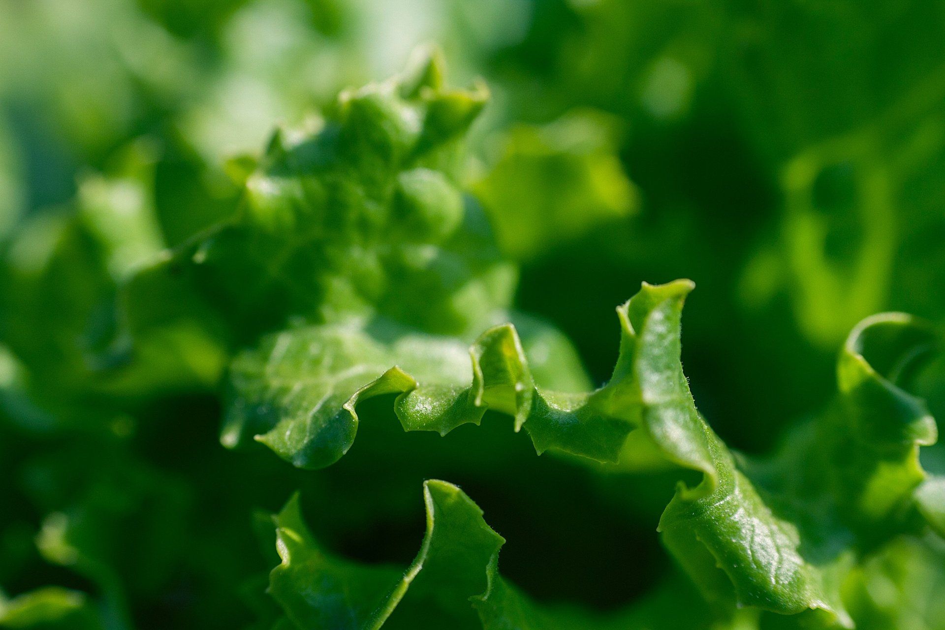 Lettuce close up