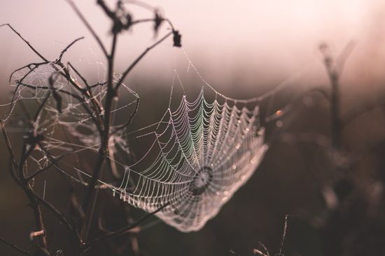 A close up of a spider web with water drops on it.