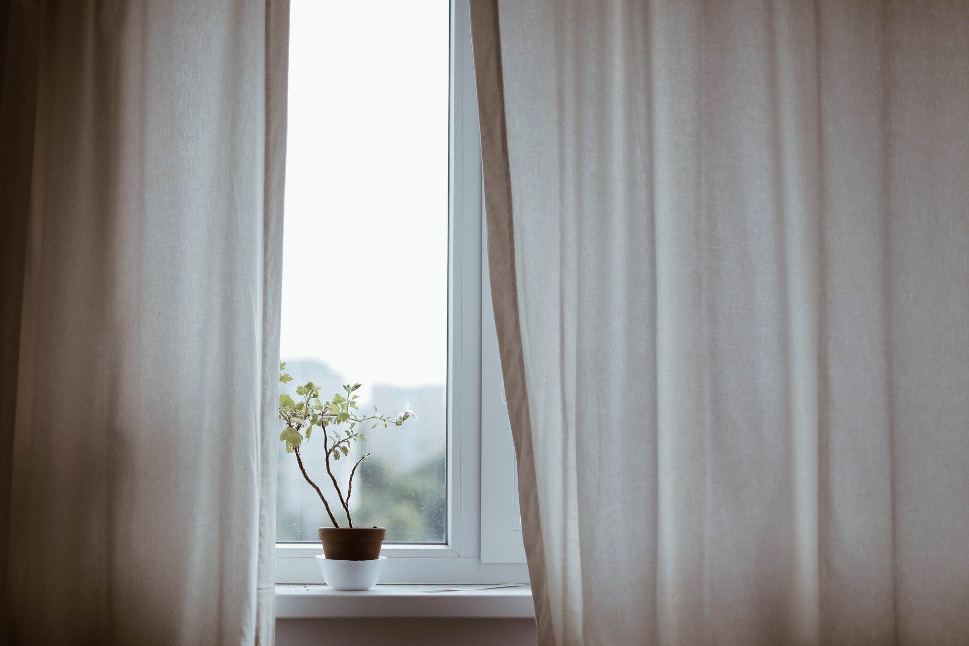 A flower in a pot on the windowsill