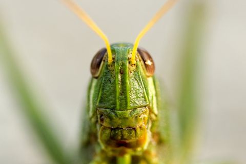 Protect your home in Oklahoma from this pest