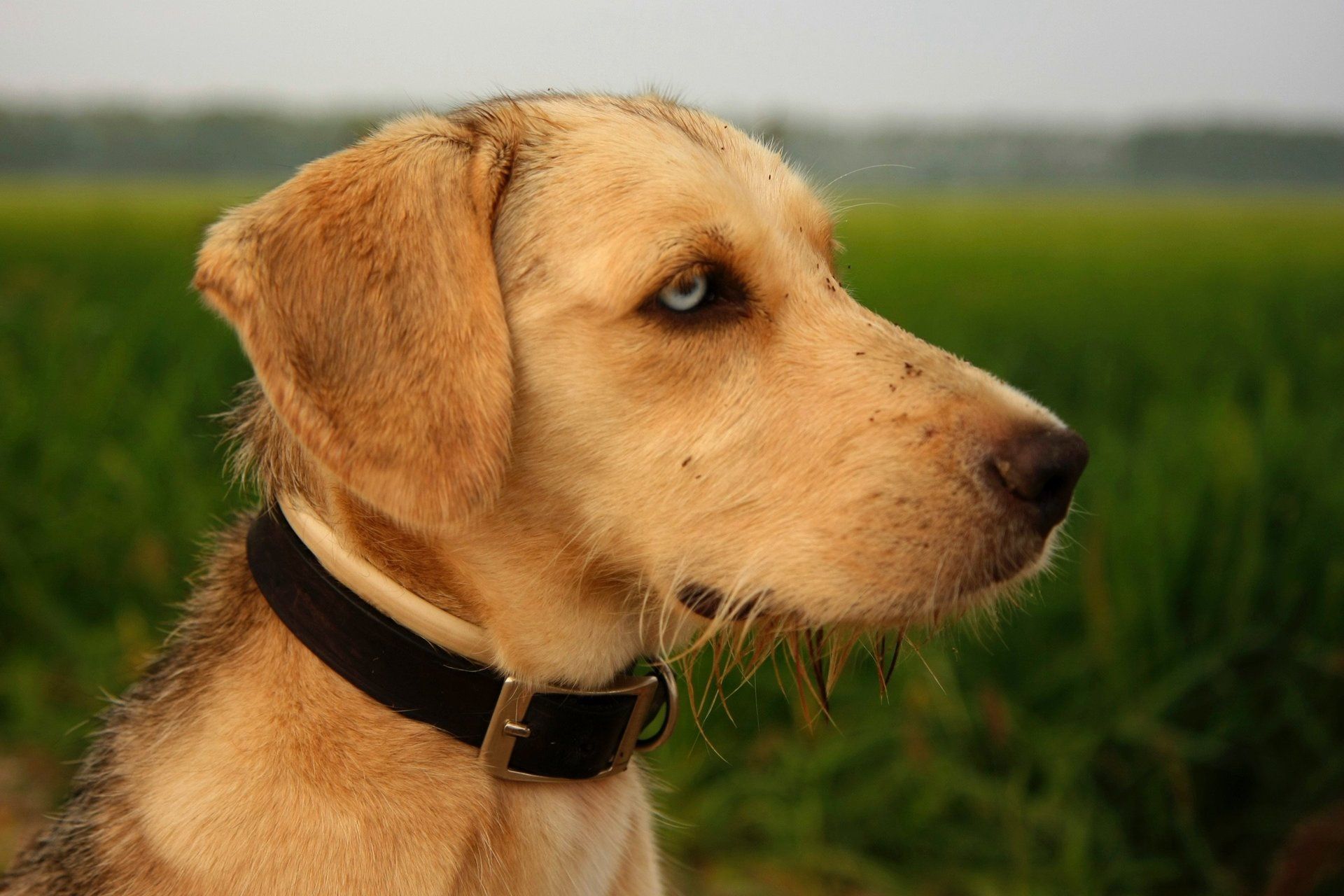 dog watching carefully
