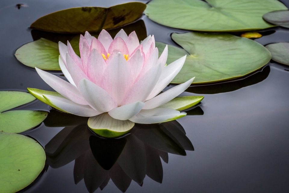 Mindfulness - the language of the body