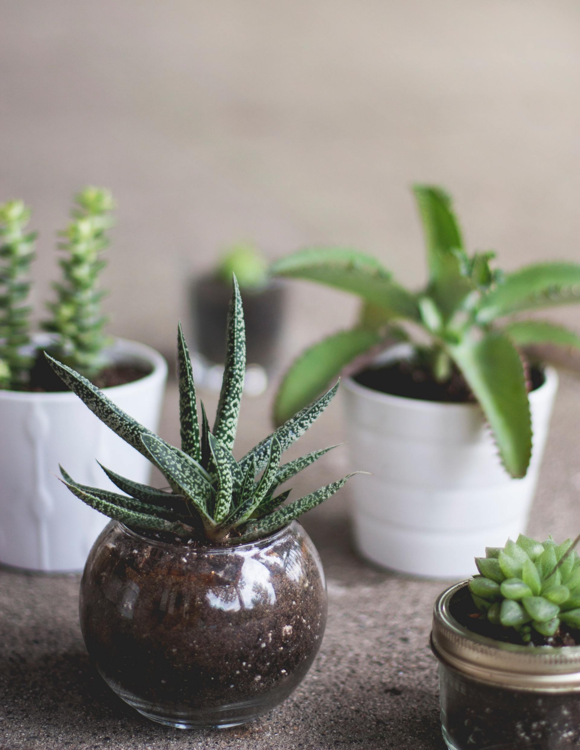 House plants