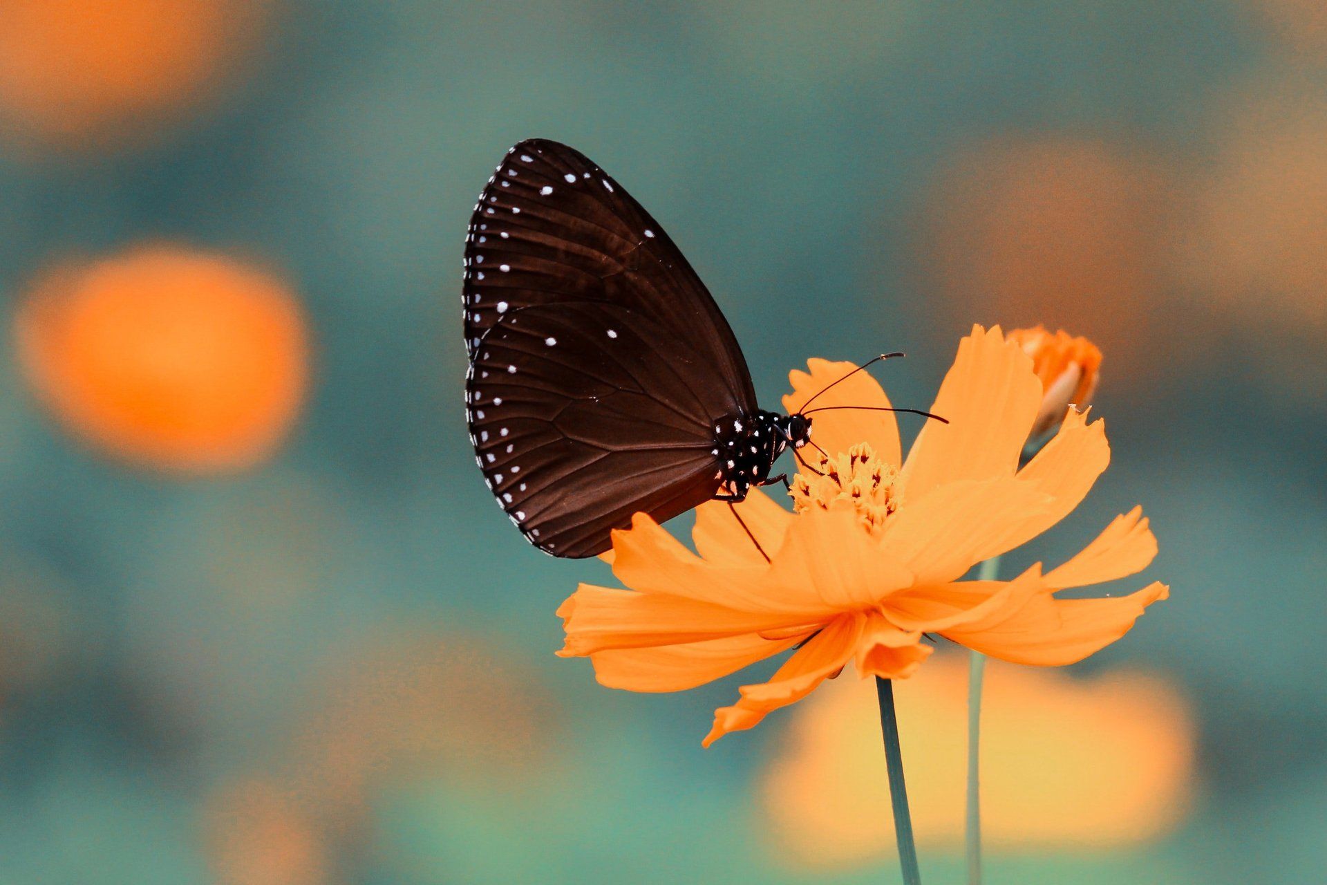Un papillon noir est assis au sommet d'une fleur orange.