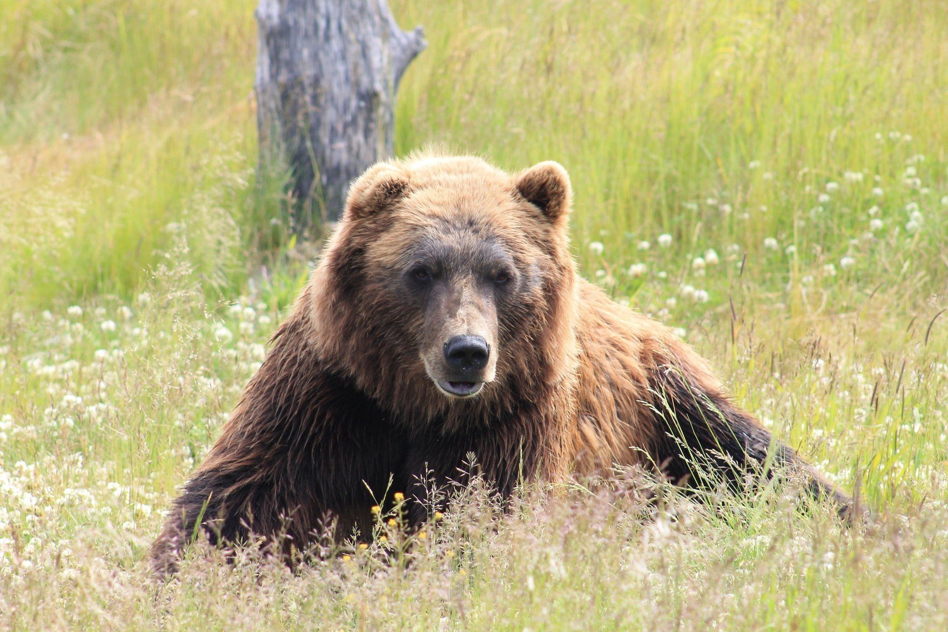 Brown bear resting in tall green grass, looking directly at the viewer.