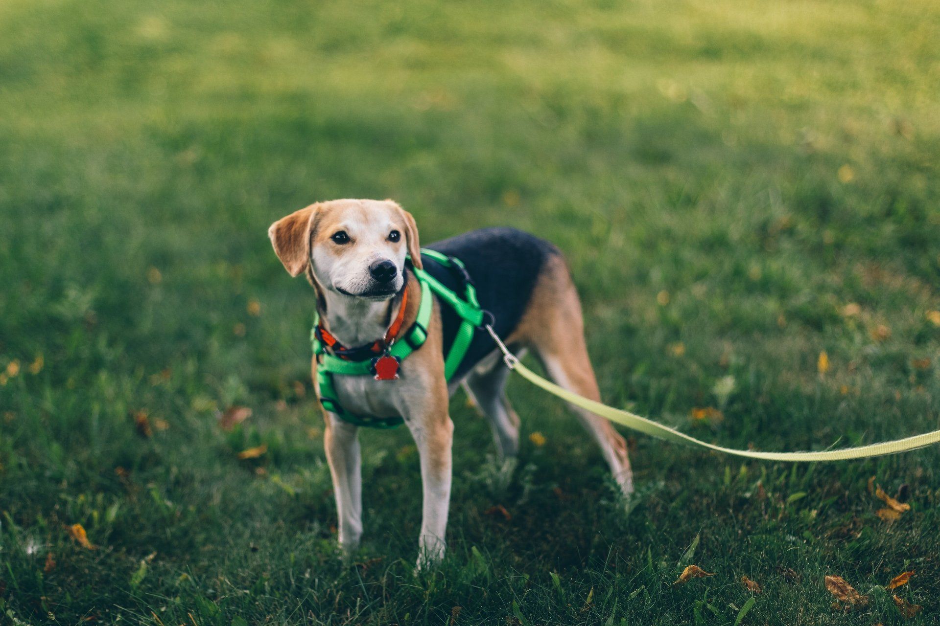 guinzagli per cani