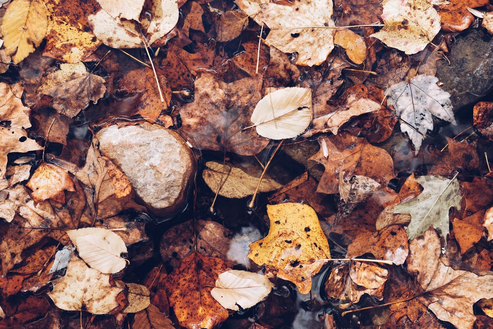 leaves