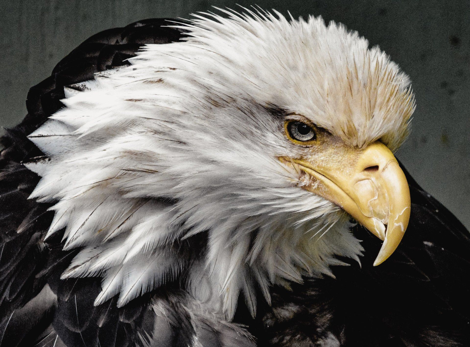 A bald eagle with a yellow beak is looking at the camera