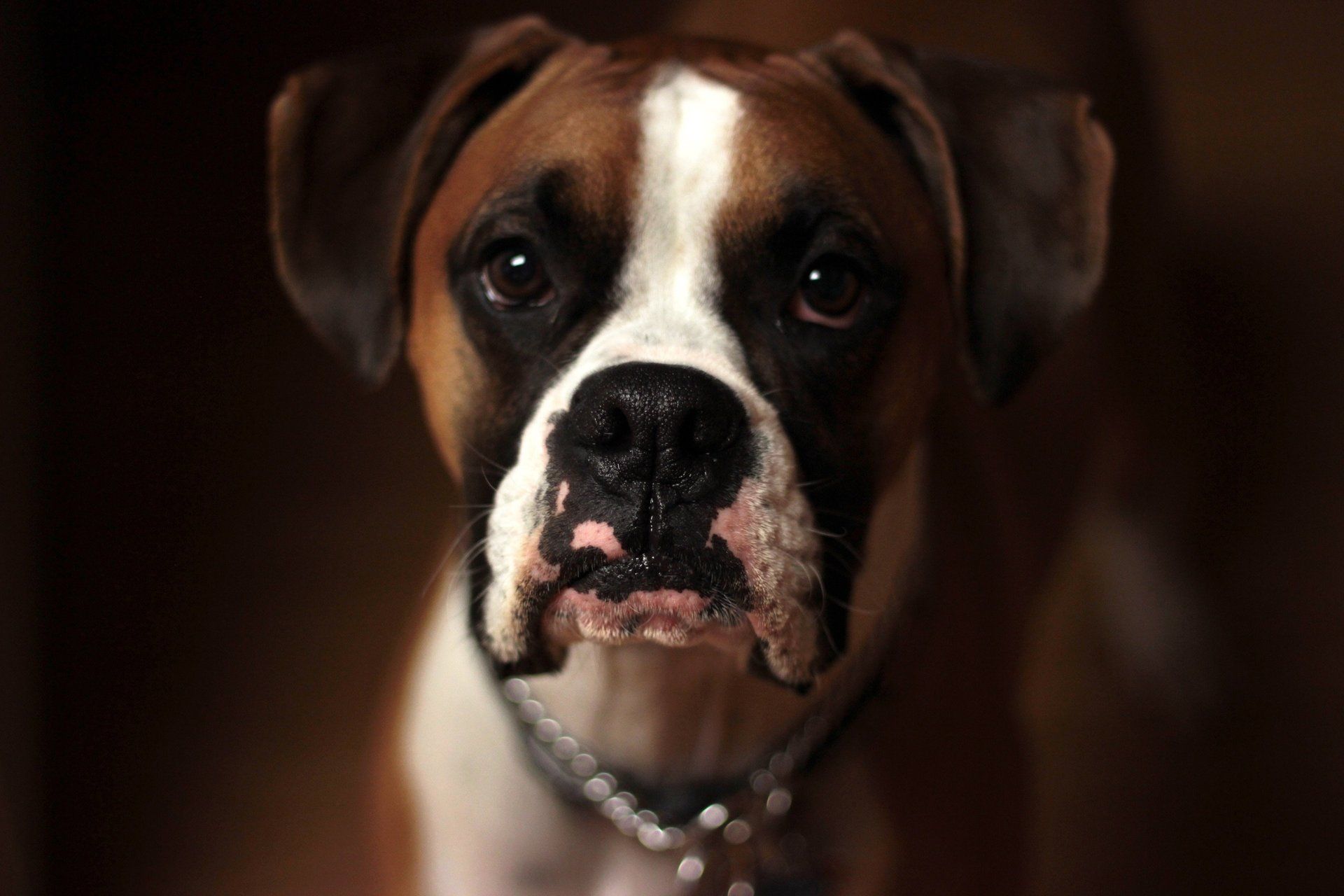 A close up of a boxer dog looking at the camera
