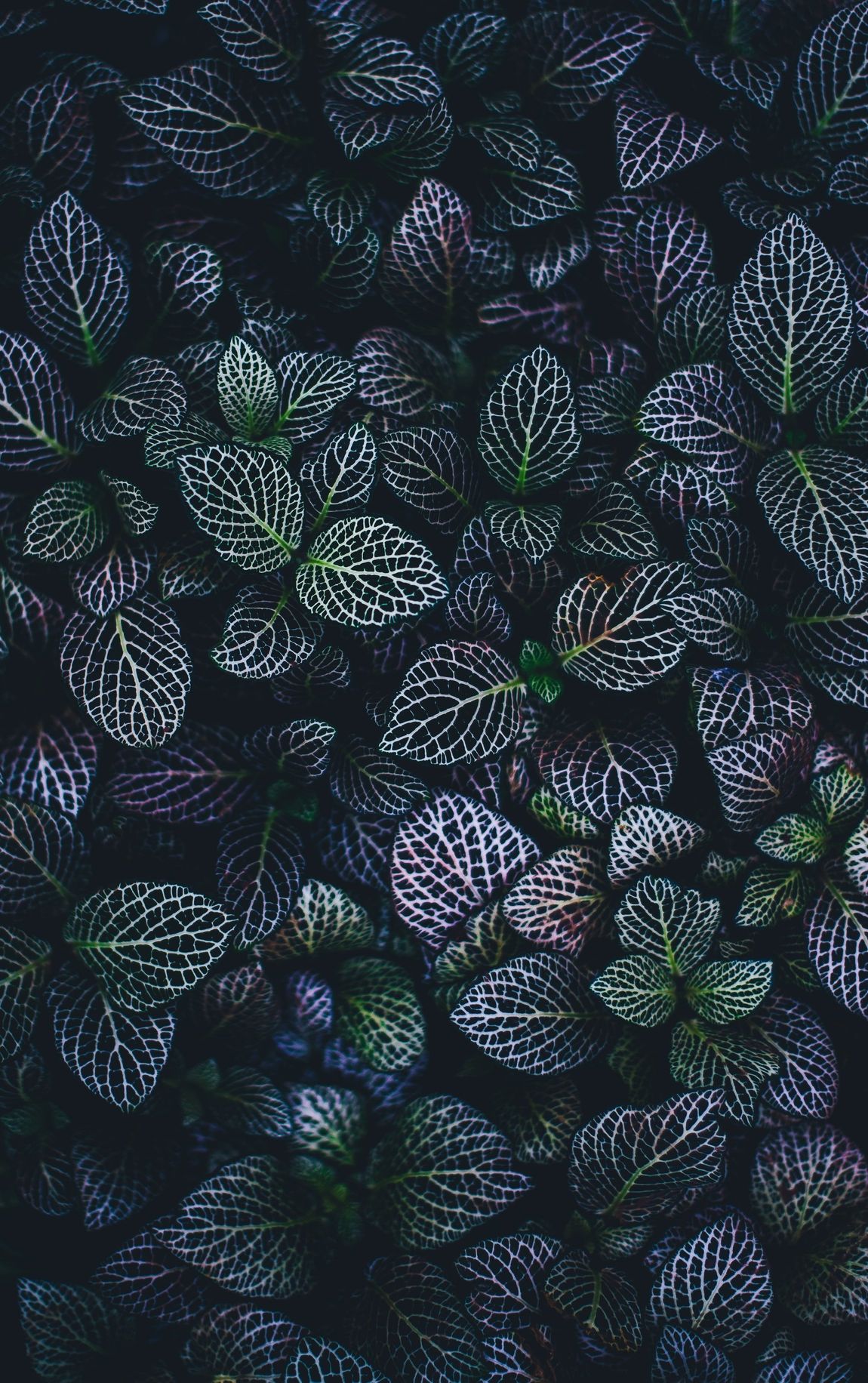 FITTONIA LA SERRA DI MALù