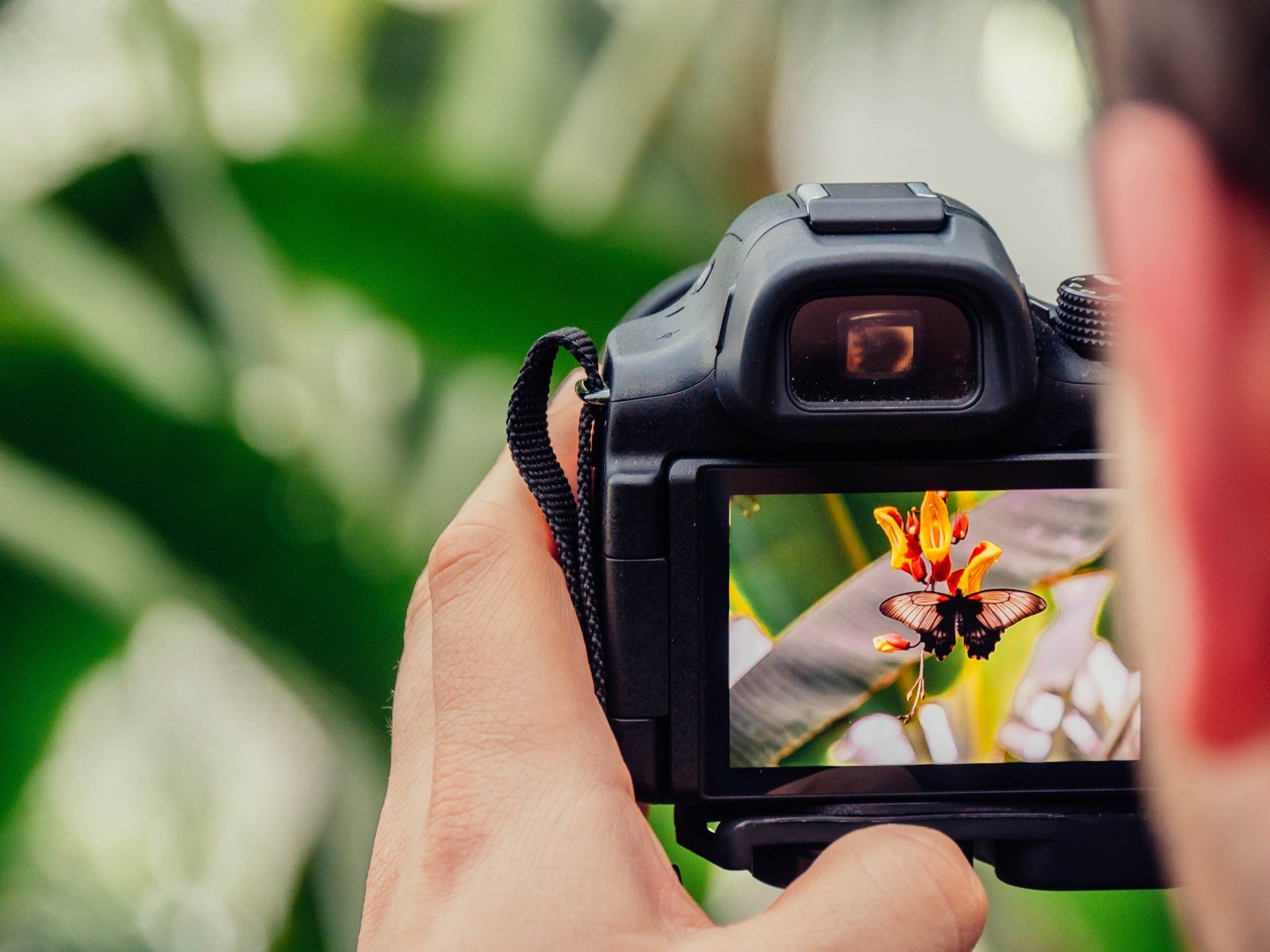 A man is taking a picture of a butterfly with a camera