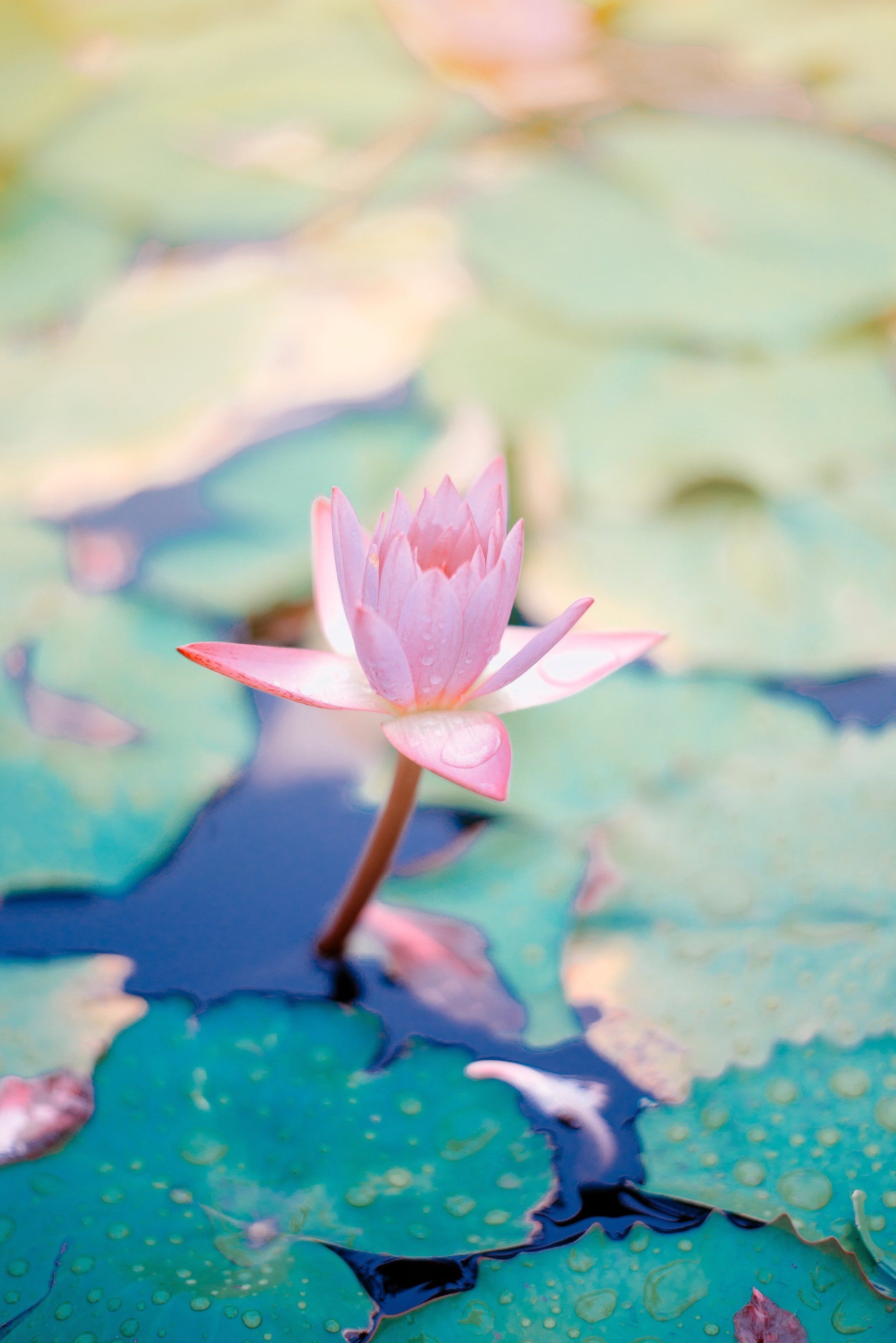Wellbeing and the language of the Body Mind - Body Movement Psychotherapy