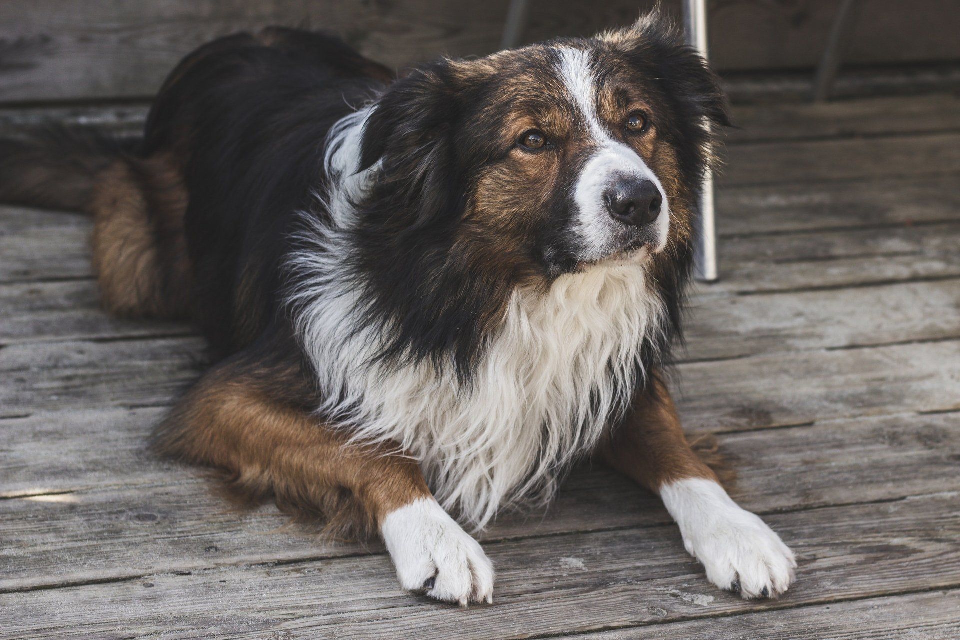 dog