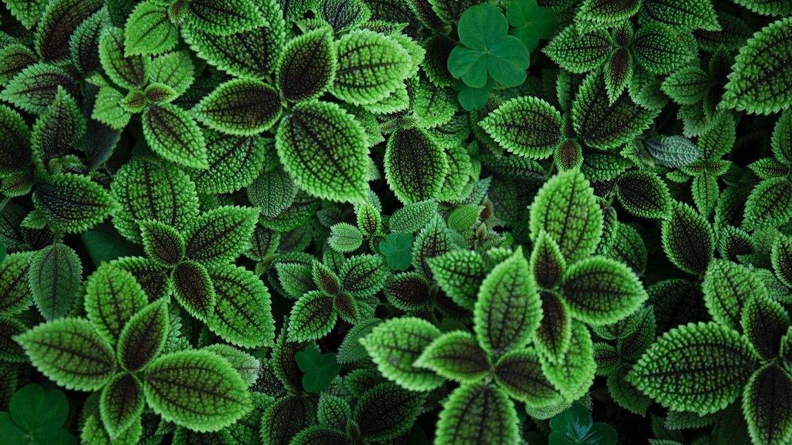 PILEA LA SERRA DI MALù