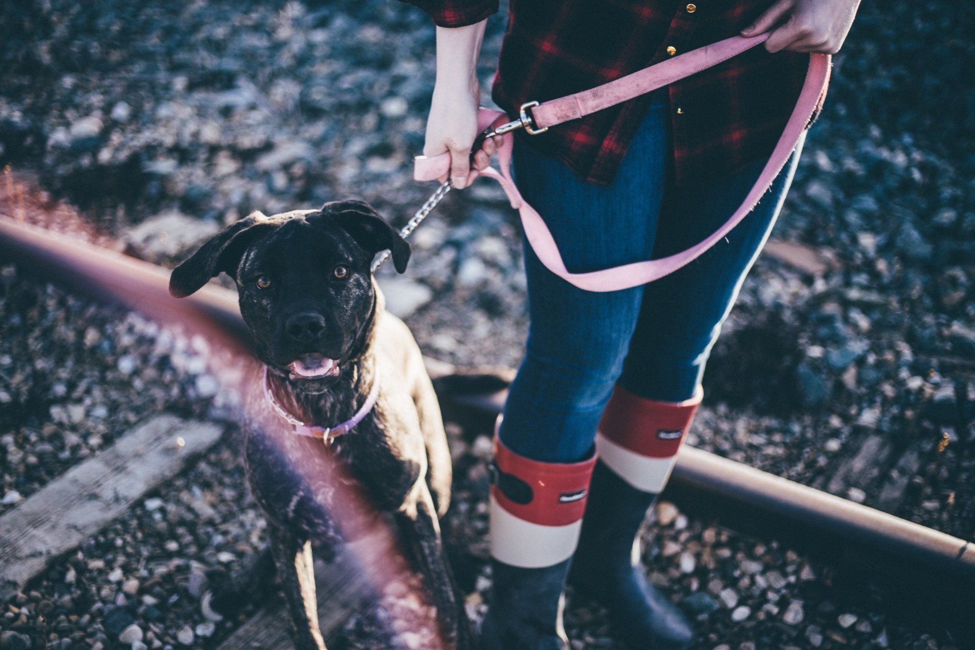 accessori per animali domestici