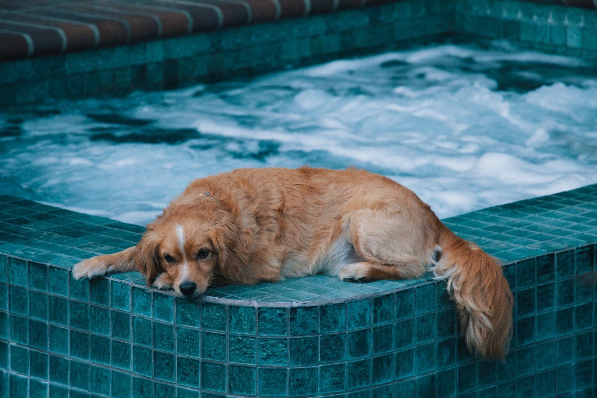 Golden dog resting on a tiled pool ledge beside blue water