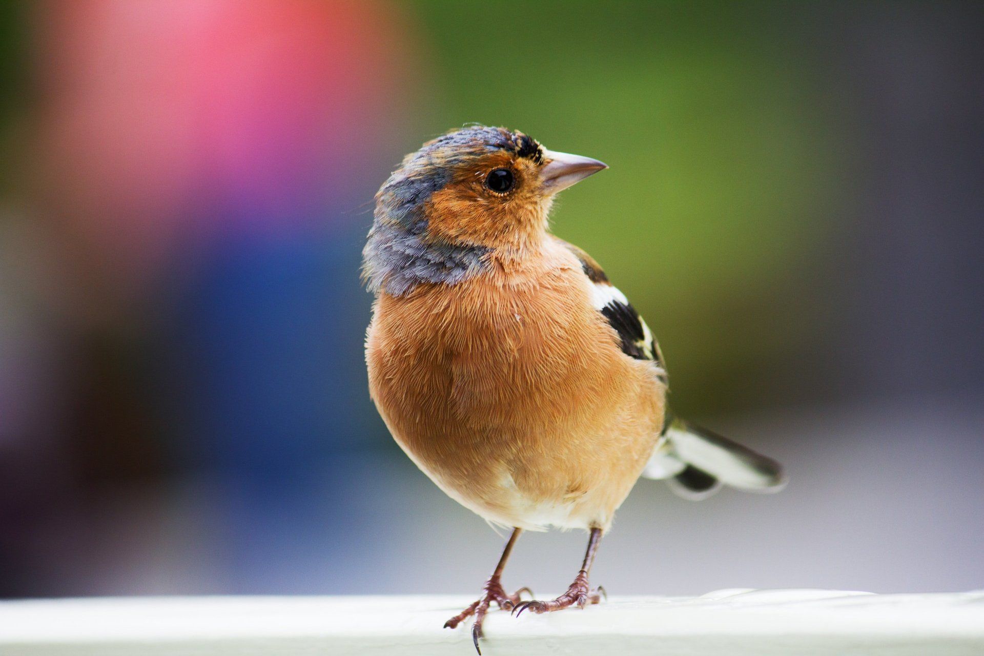 Bird Guard Installation
