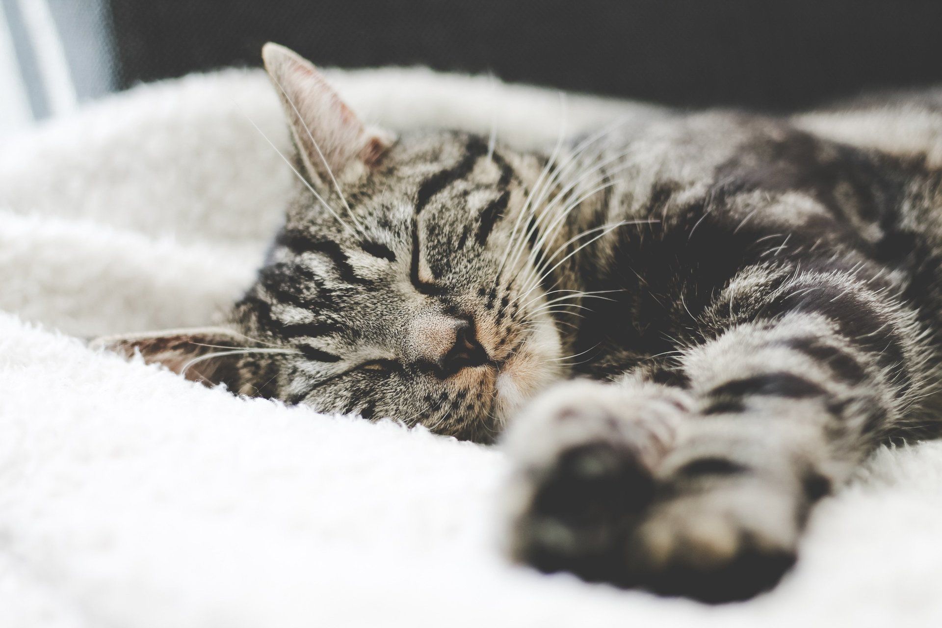 Pet Vaccines Bryan, College Station, Brenham, Hearne, Caldwell, Madisonville, Chapel Hill & Navasota, TX