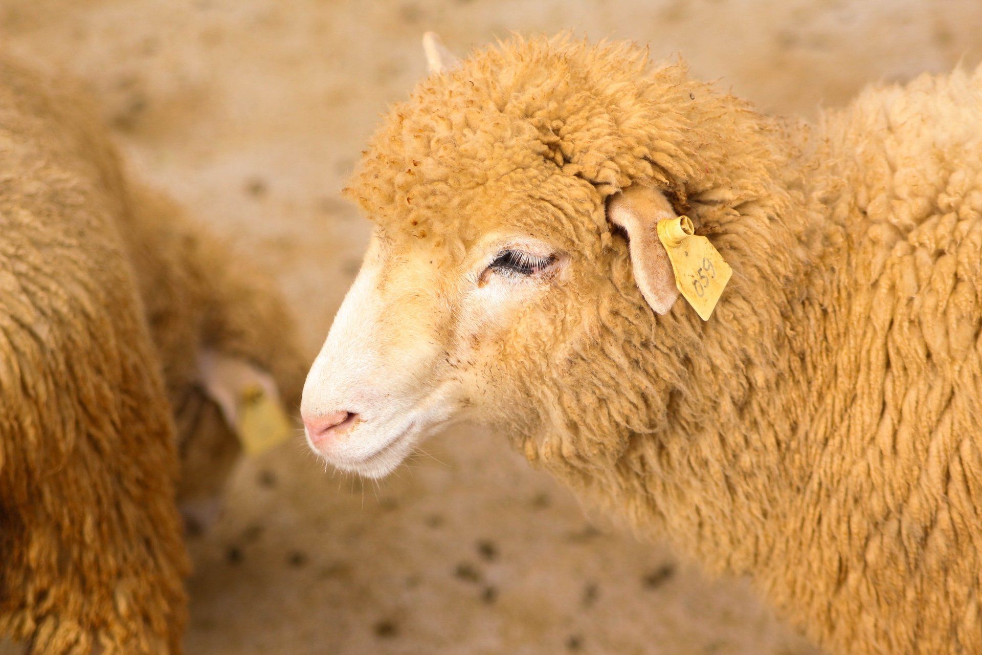 A close up of a sheep with a tag on its ear.