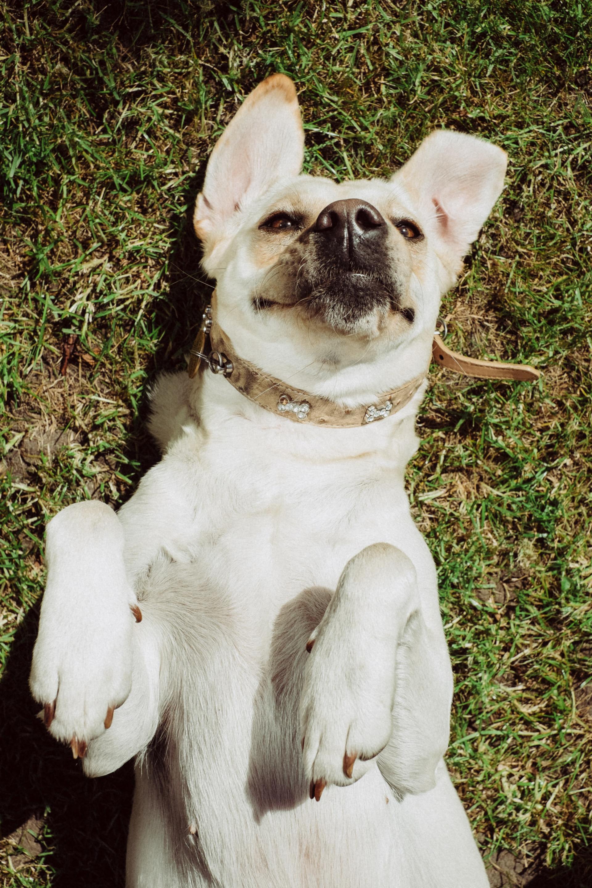 A white dog with a yellow collar laying on their back in the grass