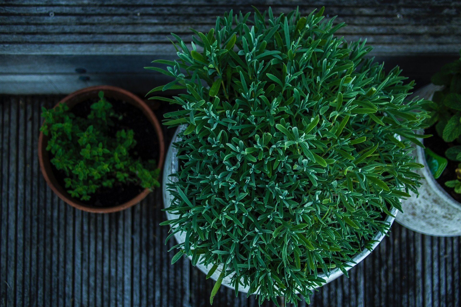 Groene potplanten op een houten terras; een grote plant in een witte pot, een kleine plant in een bruine pot.