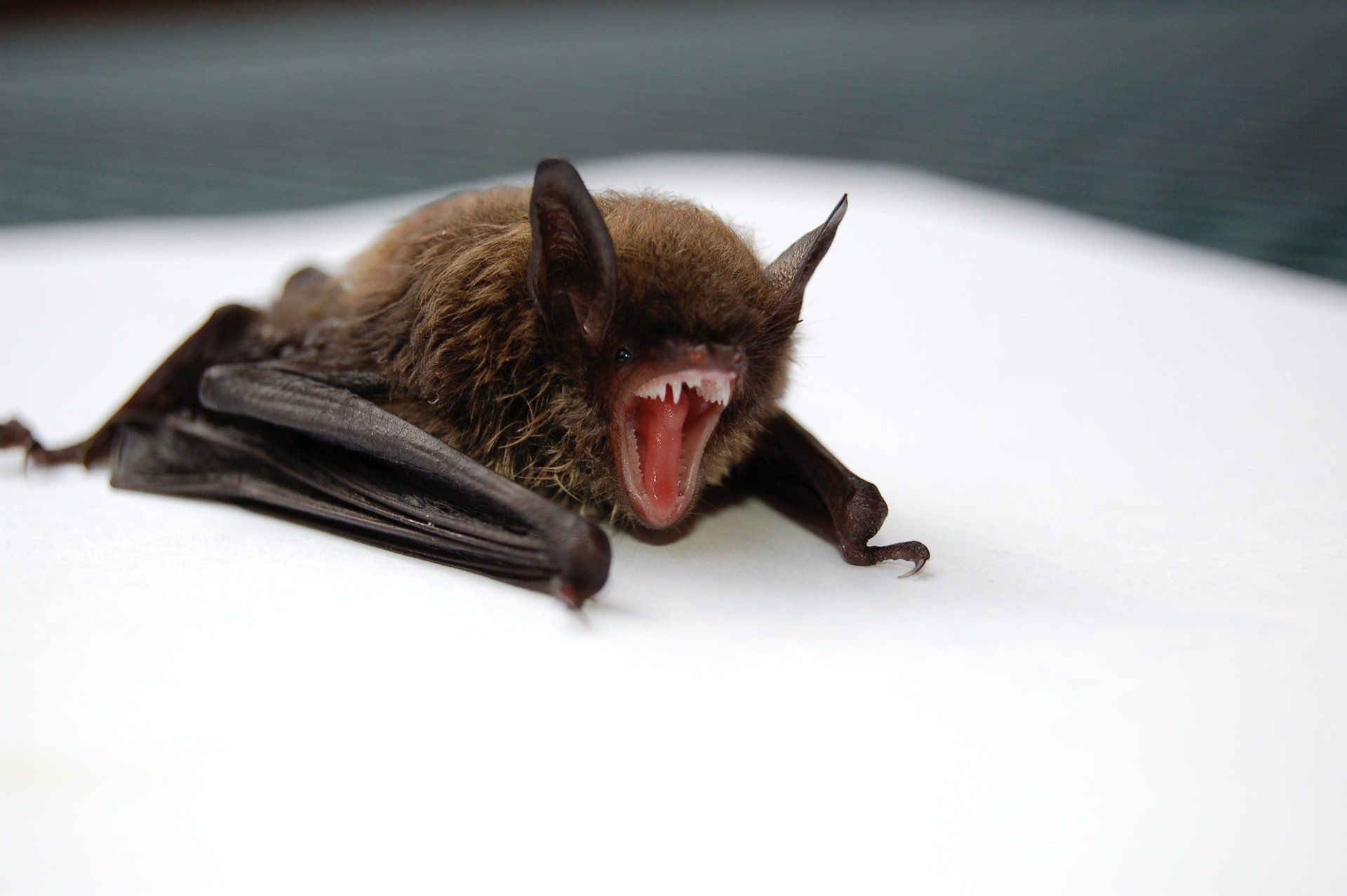Bats