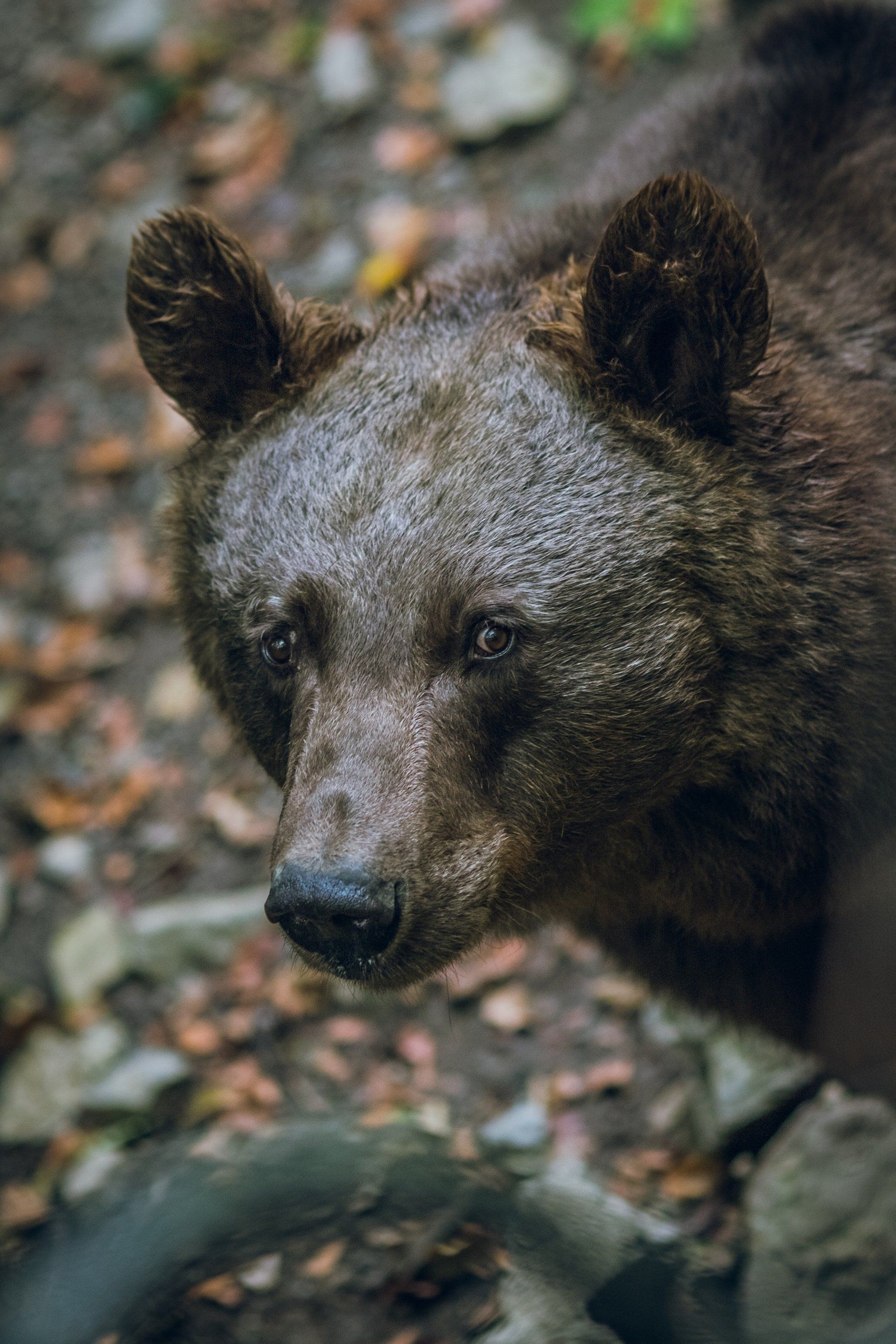 A close up of a brown bear 's face in the woods.
