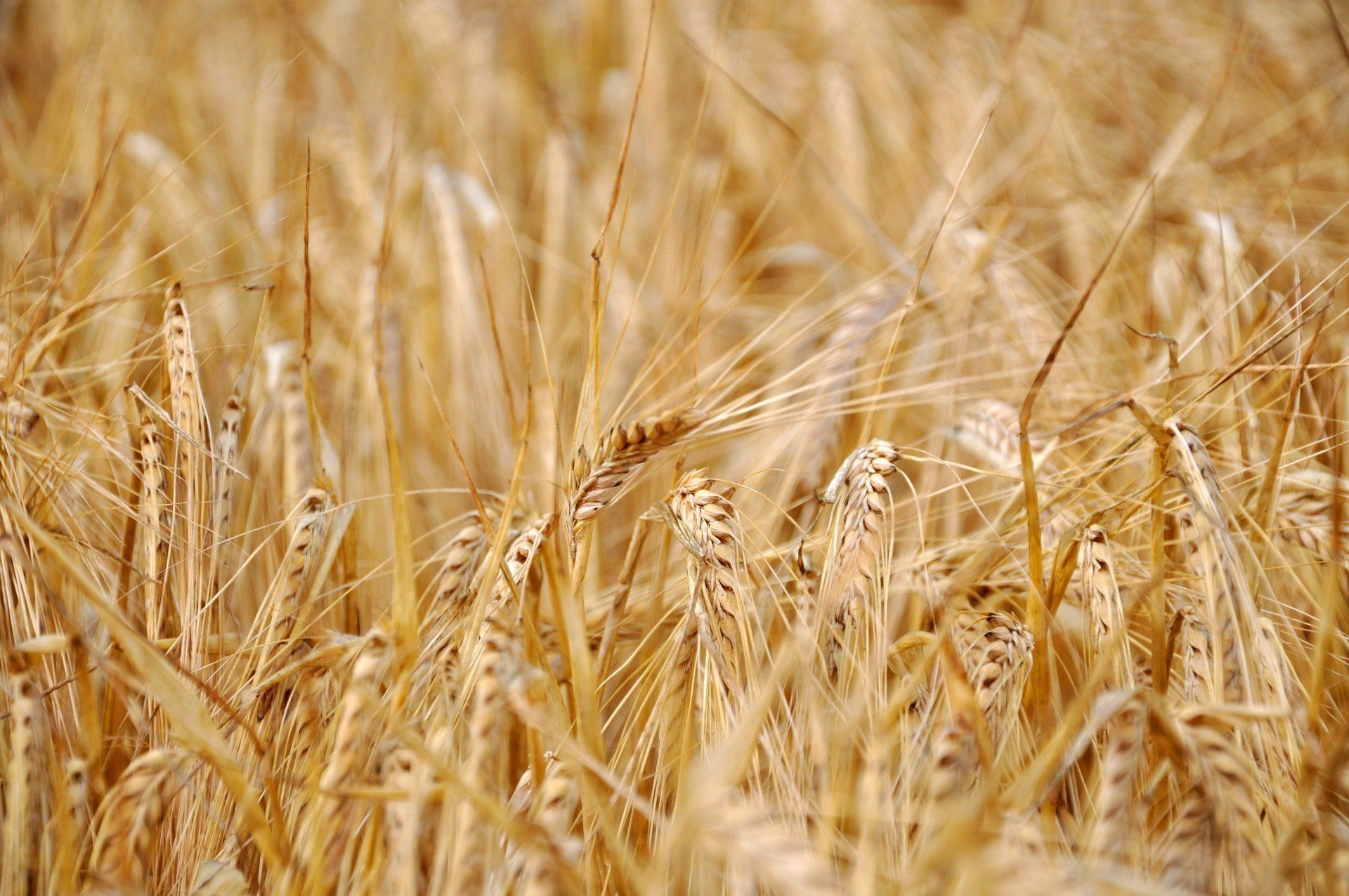 Straw for housebuilding