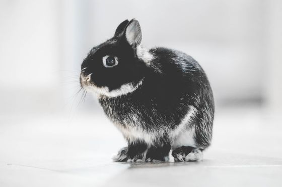 pet hay and bedding