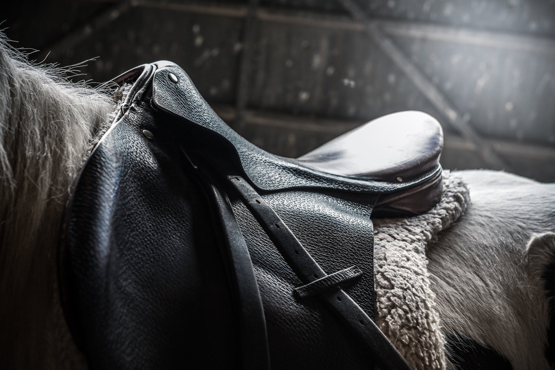 riabilitazione equestre